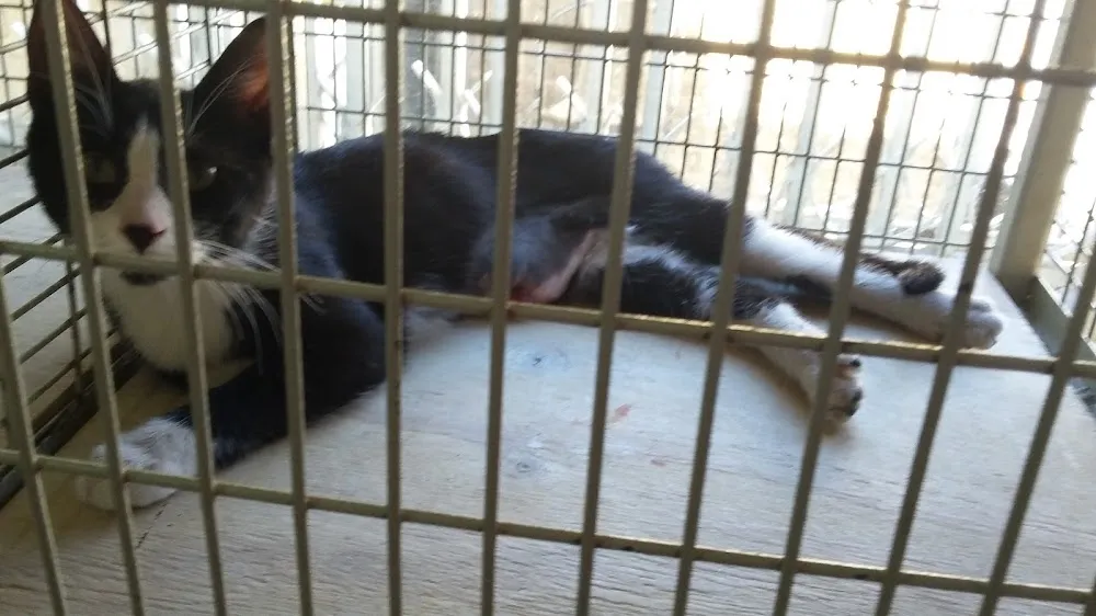 Hospital Veterinario Los Trineos