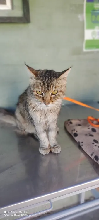 Veterinaria Estación Central