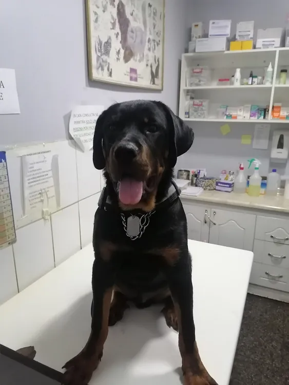 Clínica Veterinaria HELKEKURA