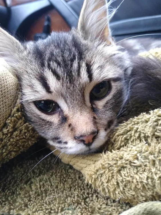 San Francisco De Asis