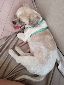 Asesorias Veterinarias Tatiana Jorquera Aguero Ei