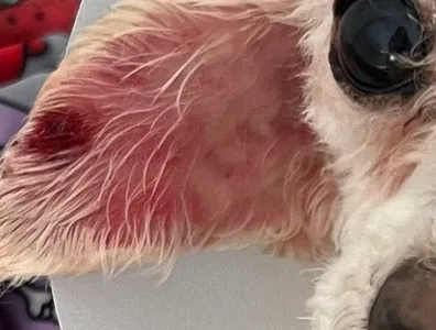 Veterinaria Clino Pet